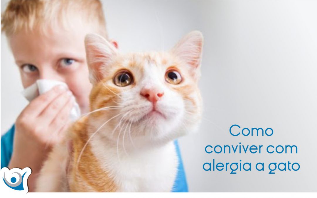 Como conviver com alergia a gato
